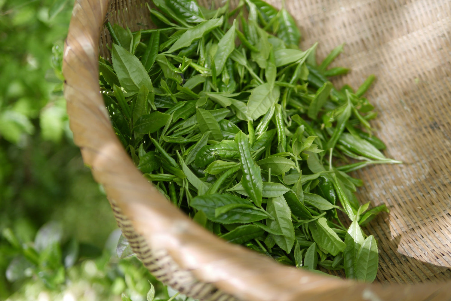 Premium teas (More coming soon!)